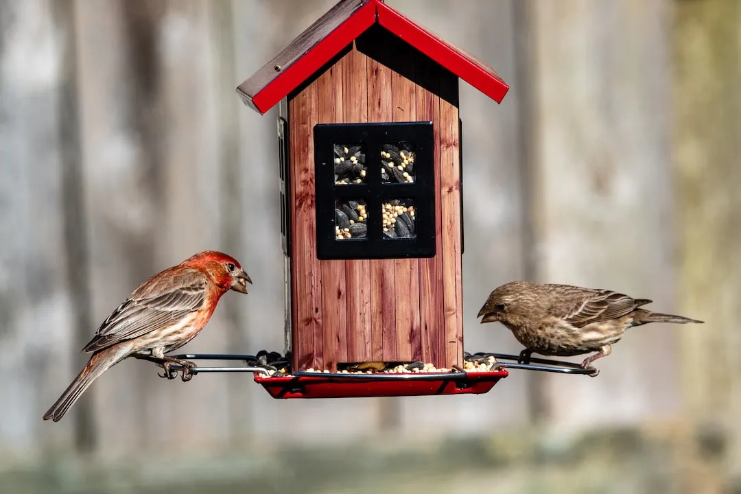 Casa para pájaros