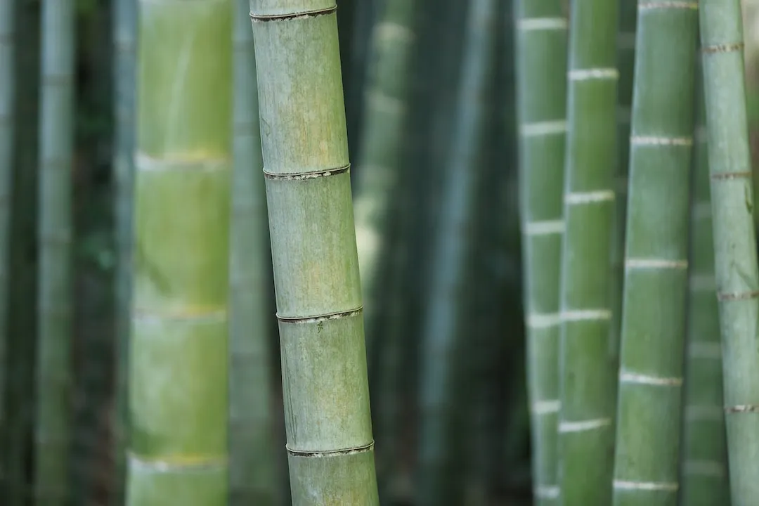 Cómo hacer un perchero con una caña de bambú
